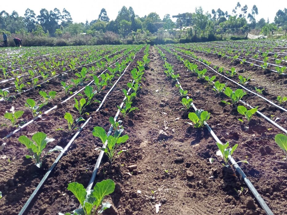 Irrigation system project
